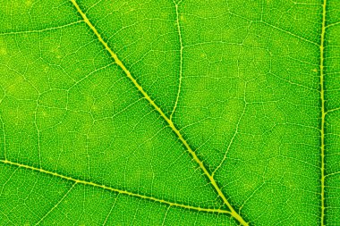 Yeşillik geçmişi. Yaprak tropik desen. Soyut doku. Natur.