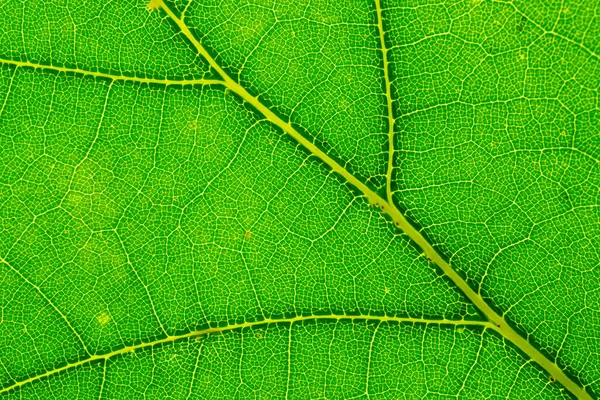 Foliage pattern. Tropical leaf abstract texture. Nature save con — Stock Photo, Image