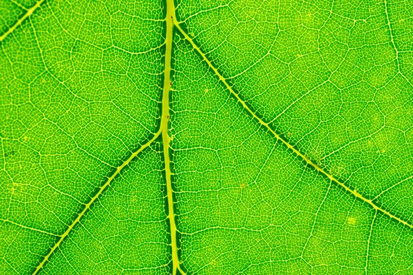 잎 자국. 광적으로 추상적 인 패턴입니다. 나뭇잎 배경. 자연 — 스톡 사진