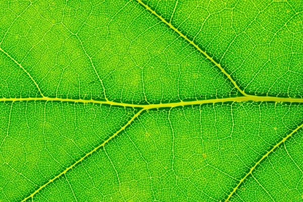 나뭇잎 배경. 추상적 인 구조입니다. 열 대 패턴. 나 트 — 스톡 사진