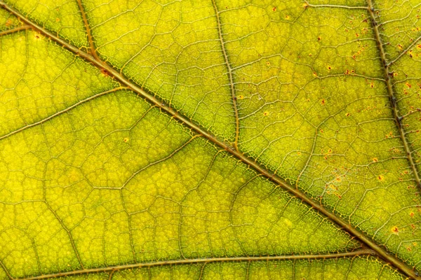 Sfondo fogliare. Schema tropico delle foglie. Struttura astratta. Natur — Foto Stock