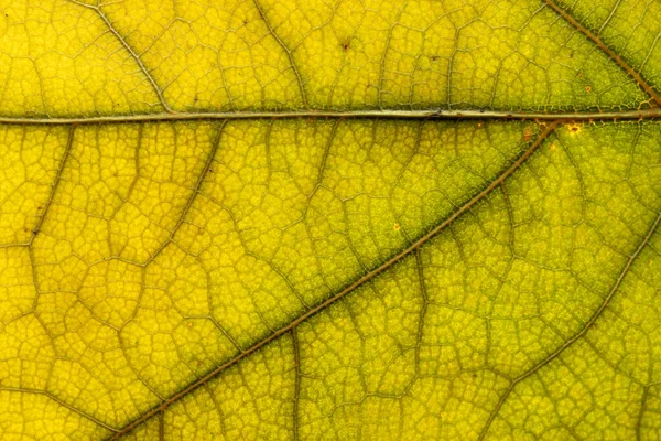 Patrón de hojas. Textura tropical. Fondo de follaje abstracto. Nat. — Foto de Stock