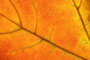 Yaprak dokusu arka planı. Soyut tropikal desen. Natu.