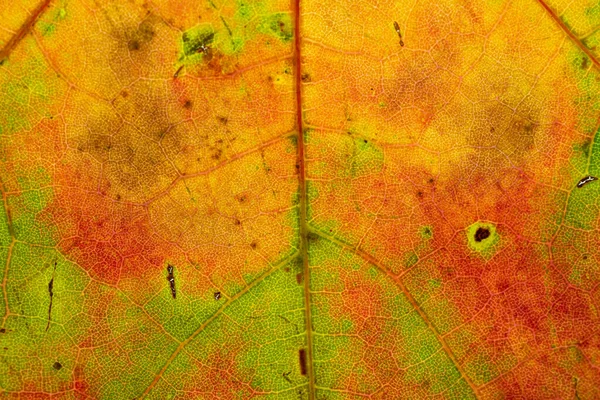 葉の質感の背景。アブストラクトは熱帯パターンを残す。夏 — ストック写真
