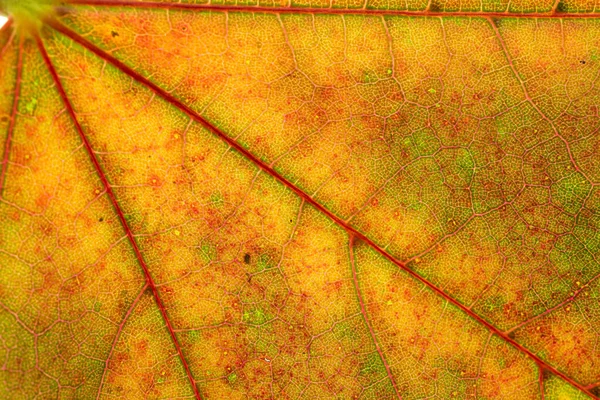 Fond de feuillage. Motif tropique des feuilles. Texture abstraite. Natur — Photo