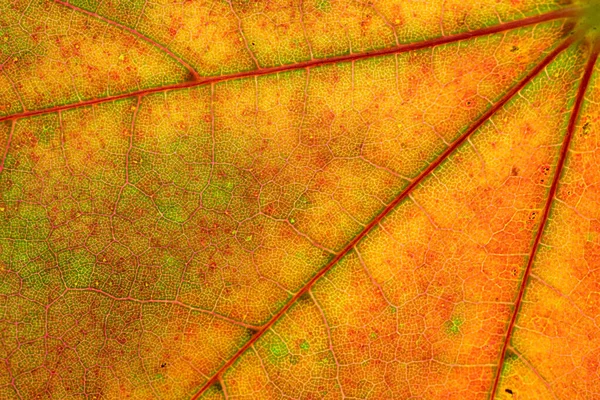 Візерунок відновлення. Тропічна абстрактна текстура листя. Природа зберегти конуса — стокове фото
