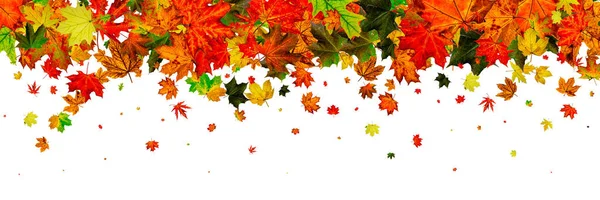 Fall season. Autumn leaves falling pattern isolated on white. Th