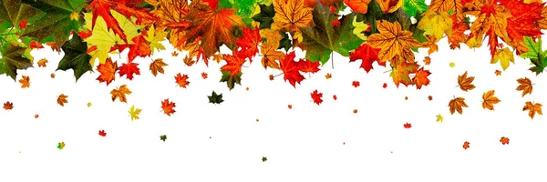 Leaves seamless. Autumn leaves isolated. November falling patter — Stock Photo, Image