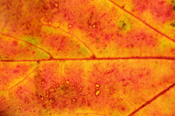 Antecedentes de folhagem. Padrão trópico de folhas. Textura abstrata. Natur... — Fotografia de Stock