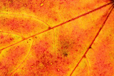 Yaprak dokusu arka planı. Soyut tropikal desen. Natu.