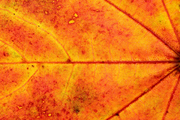 葉の背景。抽象的な質感の葉。熱帯のパターンナット — ストック写真