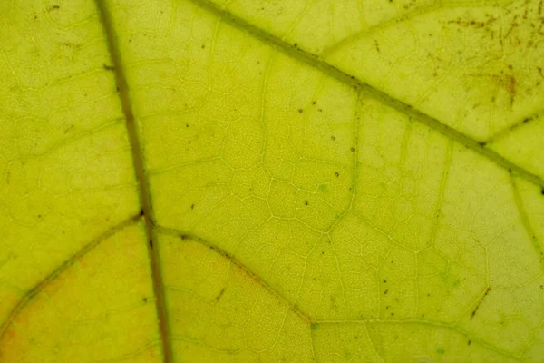 Listová textura. Tropický vzor listů. Abstraktní pozadí. Natur — Stock fotografie
