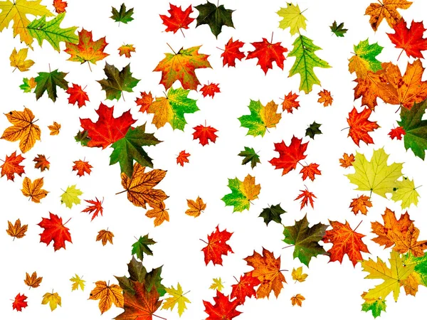 Herbst hinterlässt weißen Hintergrund. Novembermuster. Saisonkonzept zum Erntedank — Stockfoto