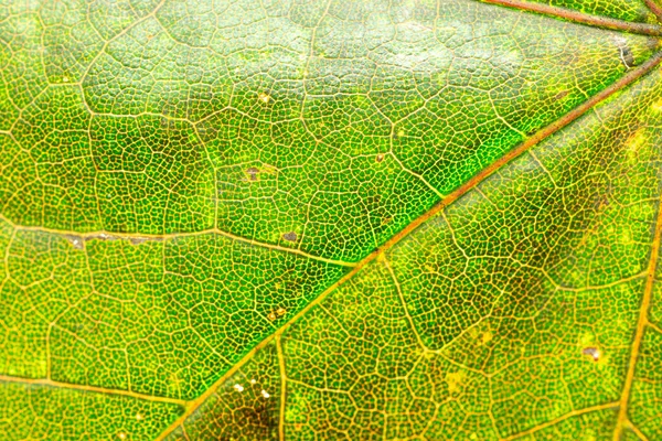 Foliagetryck. Tropiskt abstrakt mönster. bladbakgrund. Natur — Stockfoto