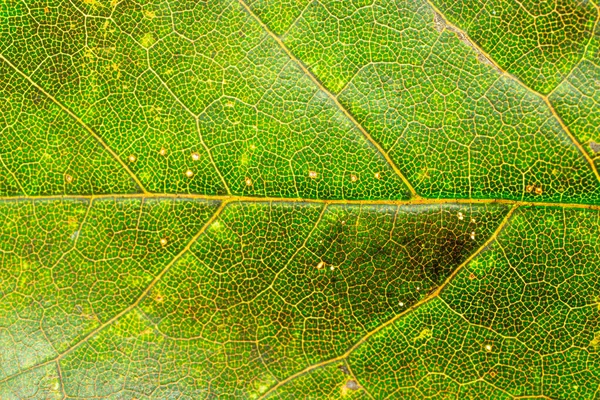 Textura de follaje. Patrón de hoja tropical. Fondo abstracto. Natur. — Foto de Stock