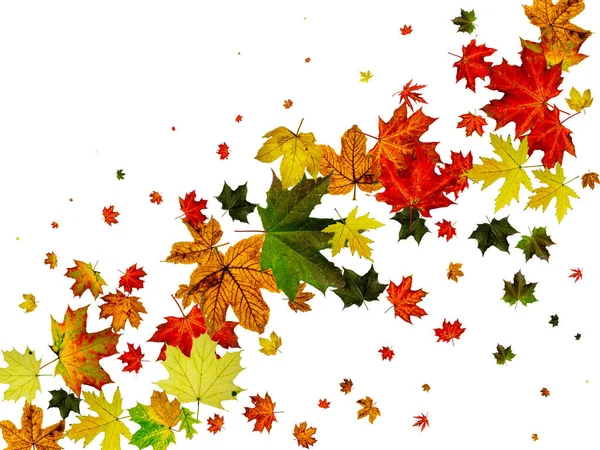 Deja aislado. Patrón de hoja de otoño. Temporada caída hojas fondo . —  Fotos de Stock