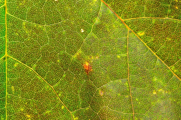 Foliagemönster. Tropisk bladabstrakt konsistens. Naturvårdsprojekt — Stockfoto