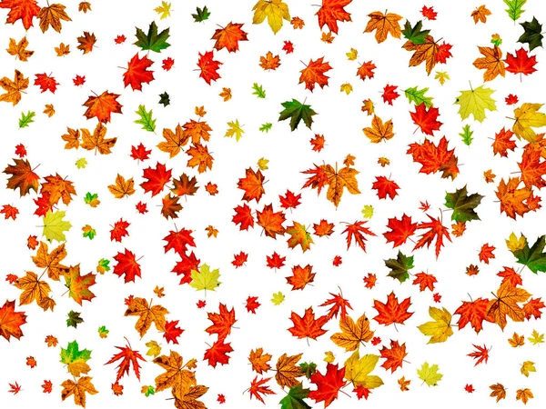 Herbst Blatt Hintergrund. November fallen Muster. Saisonkonzept zum Erntedank — Stockfoto