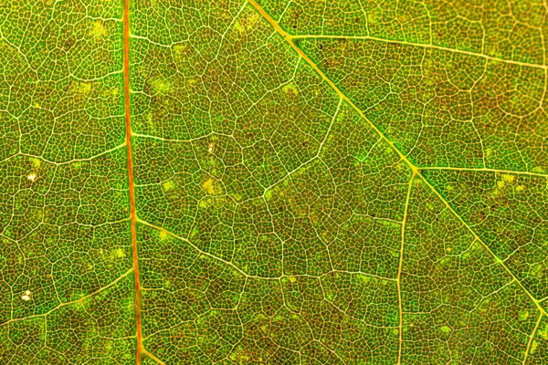 Motif des feuilles. Texture tropicale. Fond de feuillage abstrait. Nat ! — Photo