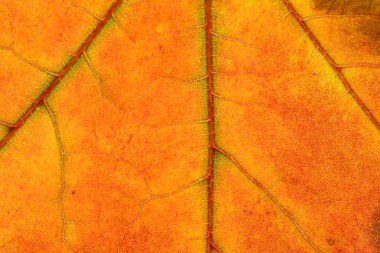 Yaprak izi. Tropik soyut desen. Yaprak arka planı. Doğa