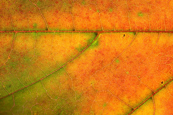 Візерунок листя. Тропічна текстура. Абстрактний фон листя. Нат — стокове фото