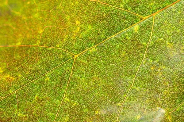 Modèle de feuillage. Texture abstraite des feuilles tropicales. Nature save con — Photo