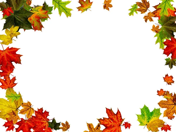 Оставляет фон. Осенний узор сезона изолирован на белом фоне. Концепция Дня благодарения — стоковое фото