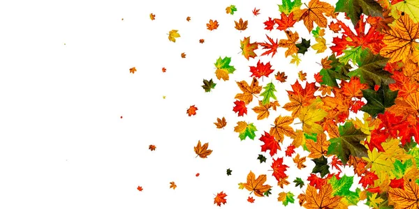 Hojas de otoño. Patrón de temporada de otoño aislado sobre fondo blanco. Concepto de Acción de Gracias — Foto de Stock