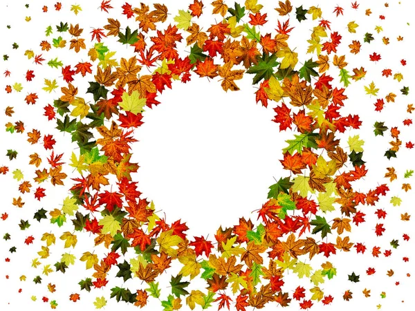 Autumn leaves isolated. November falling pattern background. Season concept