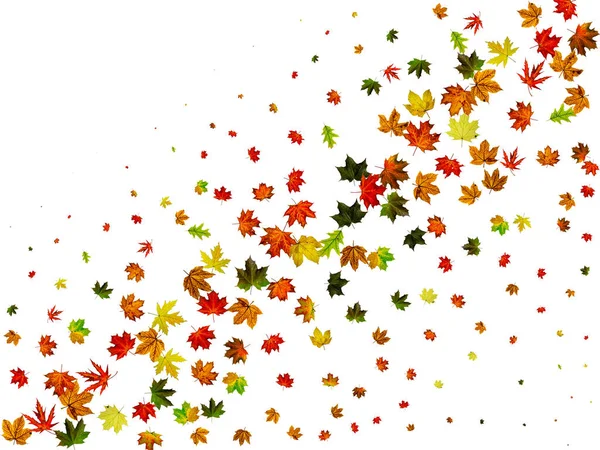 Autumn leaf isolated. Falling October background. Thanksgiving season concept