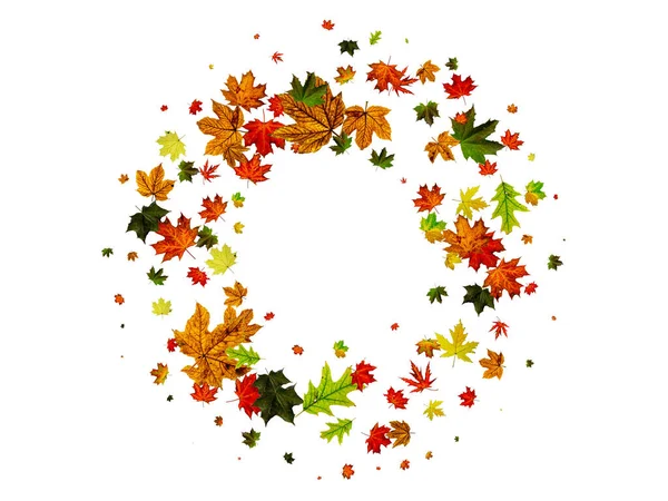 Podzimní listí. Podzimní období vzor izolované na bílém pozadí. Koncept Díkůvzdání — Stock fotografie