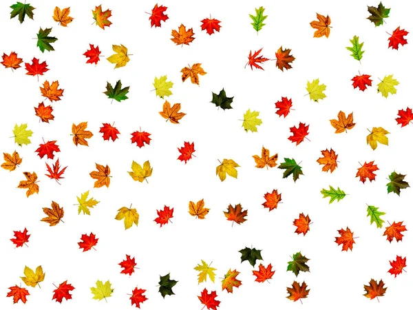 Hoja de otoño aislada. Falling fondo de octubre. Concepto de temporada de Acción de Gracias —  Fotos de Stock