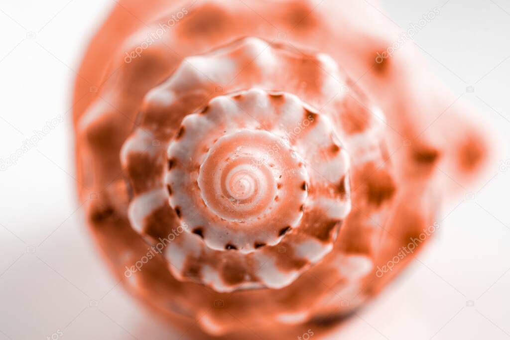Macro photography Living Coral pastel color seashell on white background with blank space for text. Soft focus