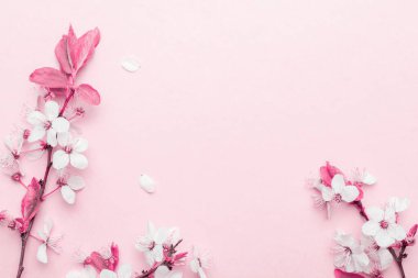 Bahar sınırı, bahar çiçekleri ve pembe arka planda Nisan çiçekleri. Yumuşak odaklı, çiçek açan kayısı makrosu dalları. Paskalya ve bahar tebrik kartları için. İlkbahar