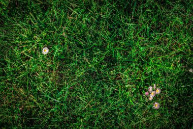 Çimen dokusu. Yeşil alan, yeşillik çimenlik doğa bahar deseni. Düz, düz, kopyala, boşluk