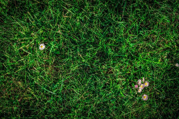 Fondo Textura Hierba Campo Verde Césped Verde Patrón Primavera Naturaleza —  Fotos de Stock