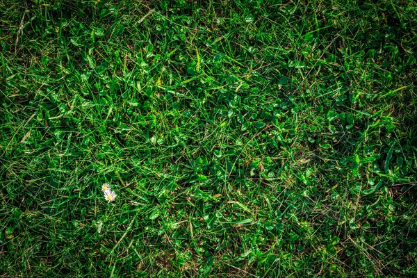 緑の草の質感 緑の芝生の自然パターンやコピースペースと春のフィールドの背景 平たく横に — ストック写真