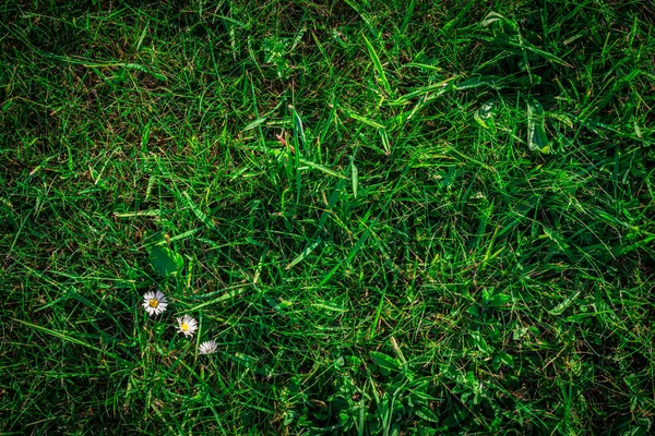 Grünes Gras Grüner Rasen Natur Muster Oder Frühling Feld Hintergrund — Stockfoto