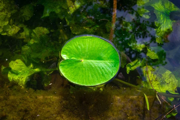 Lago Lótus Planta Verde Folha Fresca Com Orvalho Gota Lago — Fotografia de Stock