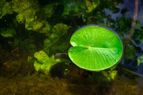 Lotosový rybník. Zelená listová rostlina s kapkou rosy v zahradním jezeře s odrazem vody. Abstraktní pozadí makropřírody. Kopírovat prostor. — Stock fotografie