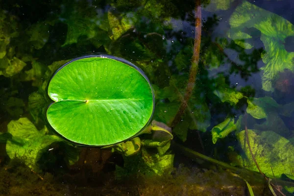 Sfondo foglia. Goccia acqua sulla pianta di loto verde in laghetto da giardino o lago con riflesso astratto. Macro rugiada fresca su sfondo naturale. Posa piatta . — Foto Stock