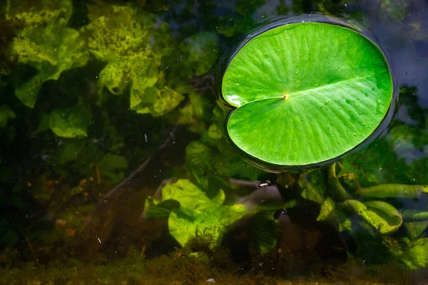 Blätterhintergrund. Tropfen Wasser auf grüne Lotuspflanze in Gartenteich oder See mit abstrakter Reflexion. Frischer Makrotau auf dem Hintergrund der Natur. Flache Lage. — Stockfoto
