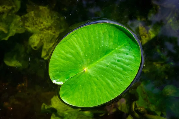 Folha de fundo. Gota de água na planta de lótus verde em lago ou lago com reflexão abstrata. Orvalho macro fresco no fundo da natureza. Depósito plano . — Fotografia de Stock