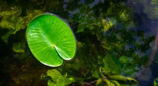 Folha de lótus, gota de água ou orvalho em planta verde fresca no lago de jardim. Reflexão abstrata em lago, fundo de macro natureza. Flat lay, espaço de cópia . — Fotografia de Stock