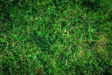 Çimen dokusu. Yeşil alan, yeşillik çimenlik doğa bahar deseni. Düz, düz, kopyala, boşluk.