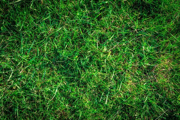 Çimen dokusu. Yeşil alan, yeşillik çimenlik doğa bahar deseni. Düz, düz, kopyala, boşluk.