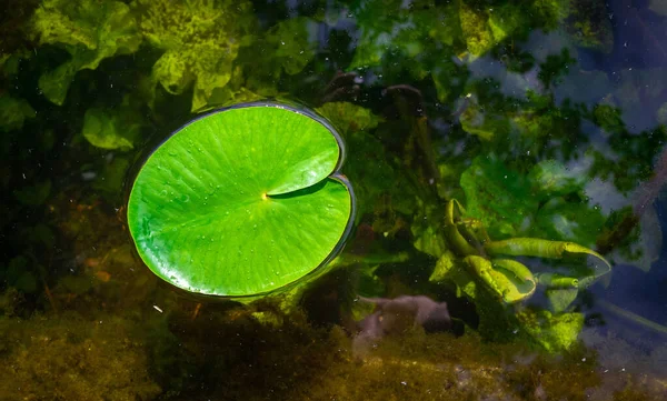Lotusteich. Grüne frische Blattpflanze mit Tropfentau im Gartensee mit Wasserspiegelung. Abstrakte Makronatur Hintergrund. Kopierraum. — Stockfoto