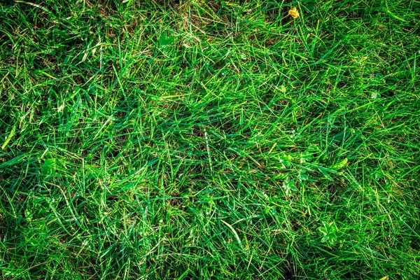 Gräs struktur bakgrund. Grönt fält, grönska gräsmatta - natur våren mönster. Platt, låg, kopiera, utrymme. — Stockfoto