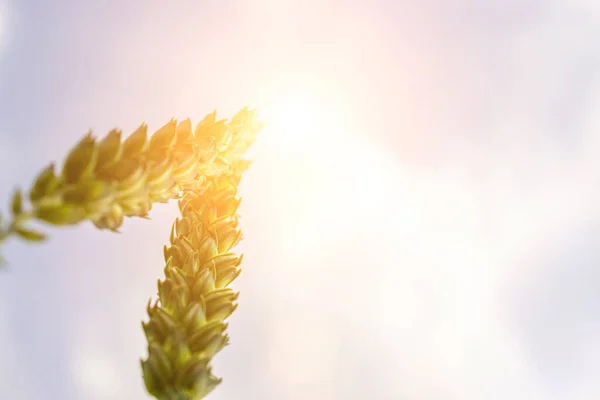 Weizenfeld-Sonnenlandschaft. Golden crop Getreidebrot Hintergrund. Roggen pflanzt grünes Getreide bei der landwirtschaftlichen Ernte. — Stockfoto