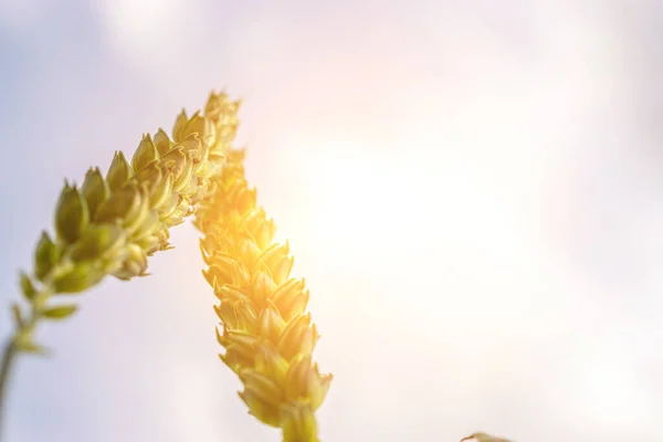 Tarweveld groene roggeplant. Granenbrood graan in boerderij landschap op zonsondergang hemel gouden achtergrond. Landbouw zomeroogst. — Stockfoto
